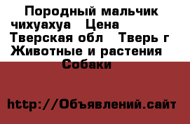 Породный мальчик чихуахуа › Цена ­ 20 000 - Тверская обл., Тверь г. Животные и растения » Собаки   